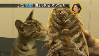 Illustration for article titled This Giant Crustacean Cuddly Toy Is a Hot Seller in Japan